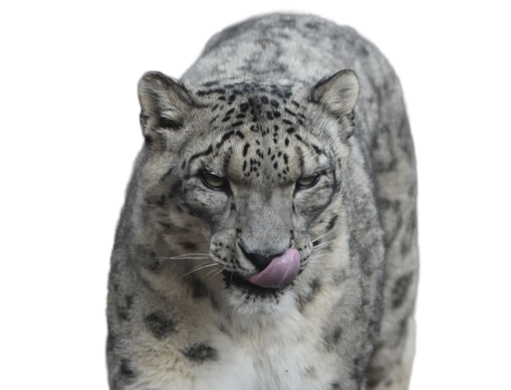 Snow Leopard