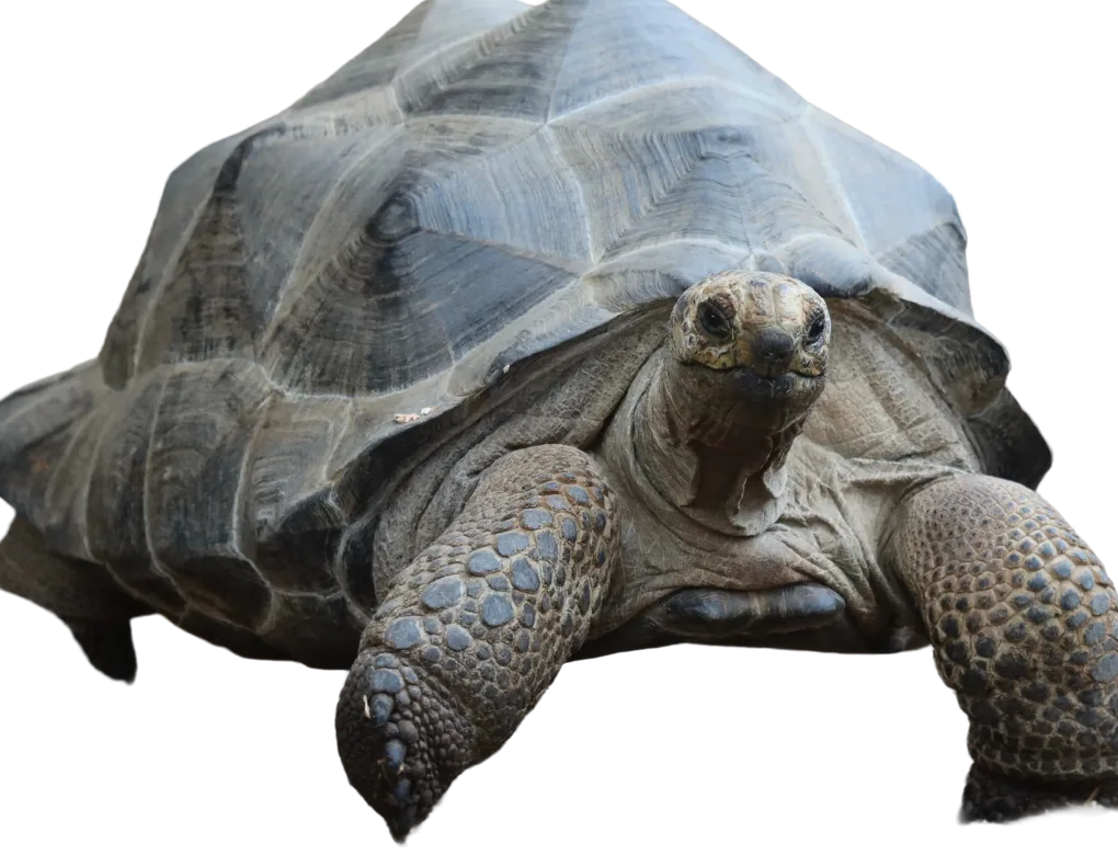 Aldabra tortoise