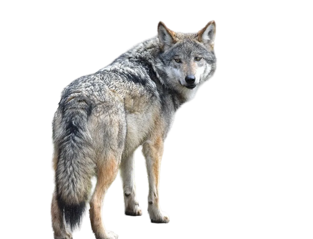 Mexican gray wolf