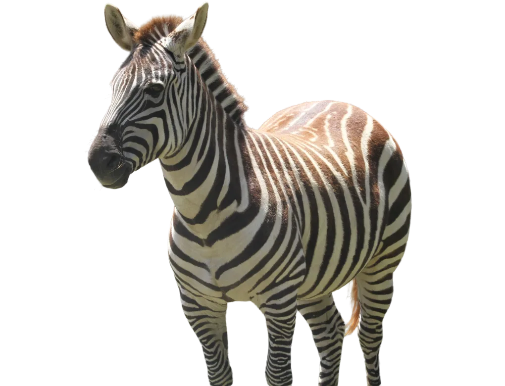 Grant’s zebra