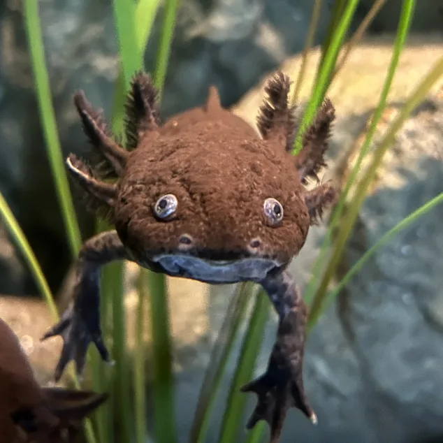 Axolotl