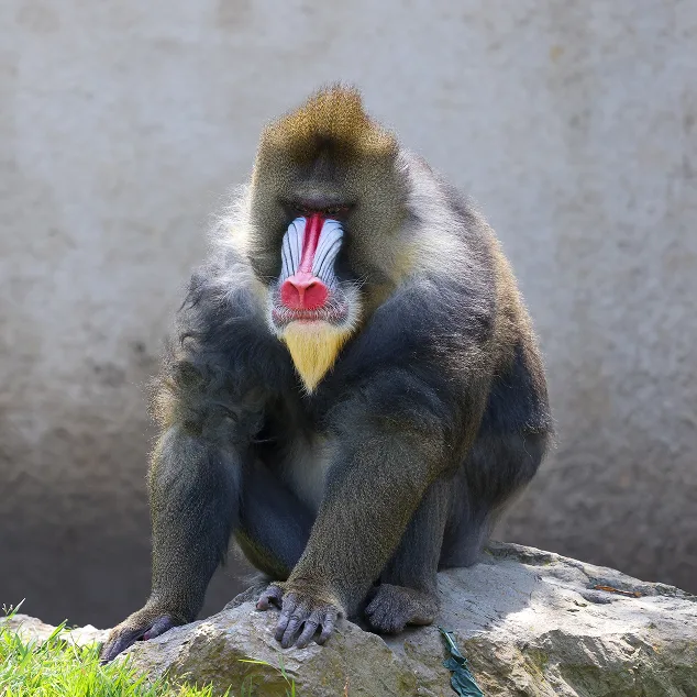 Mandrill
