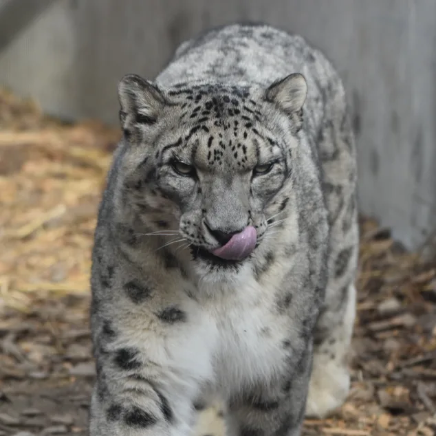 Snow Leopard