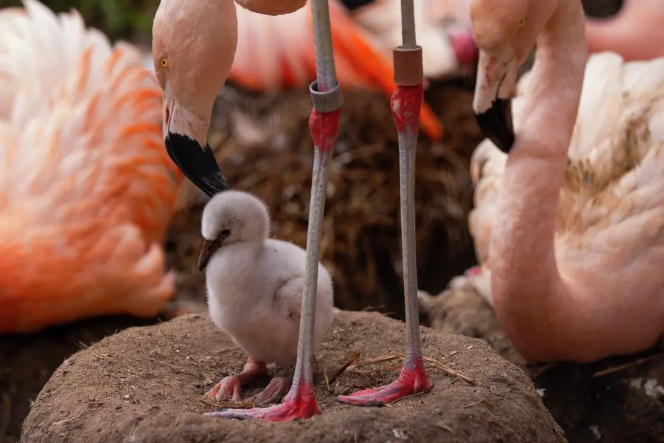 flamingo_chronicle072226