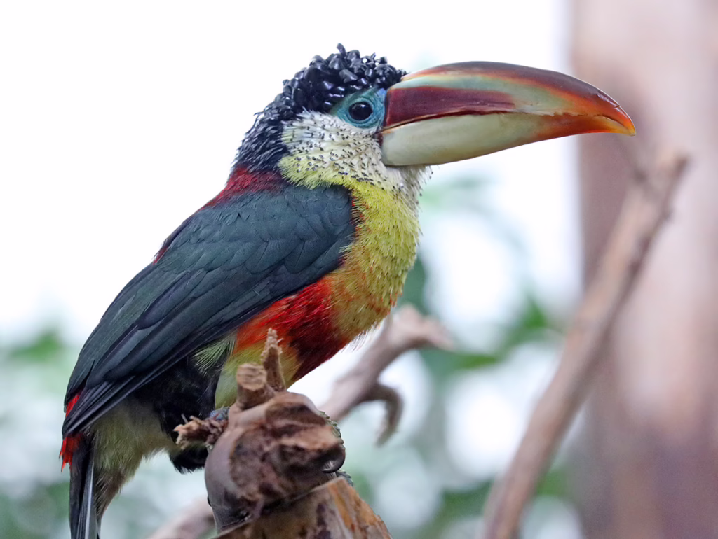 Animals A–Z