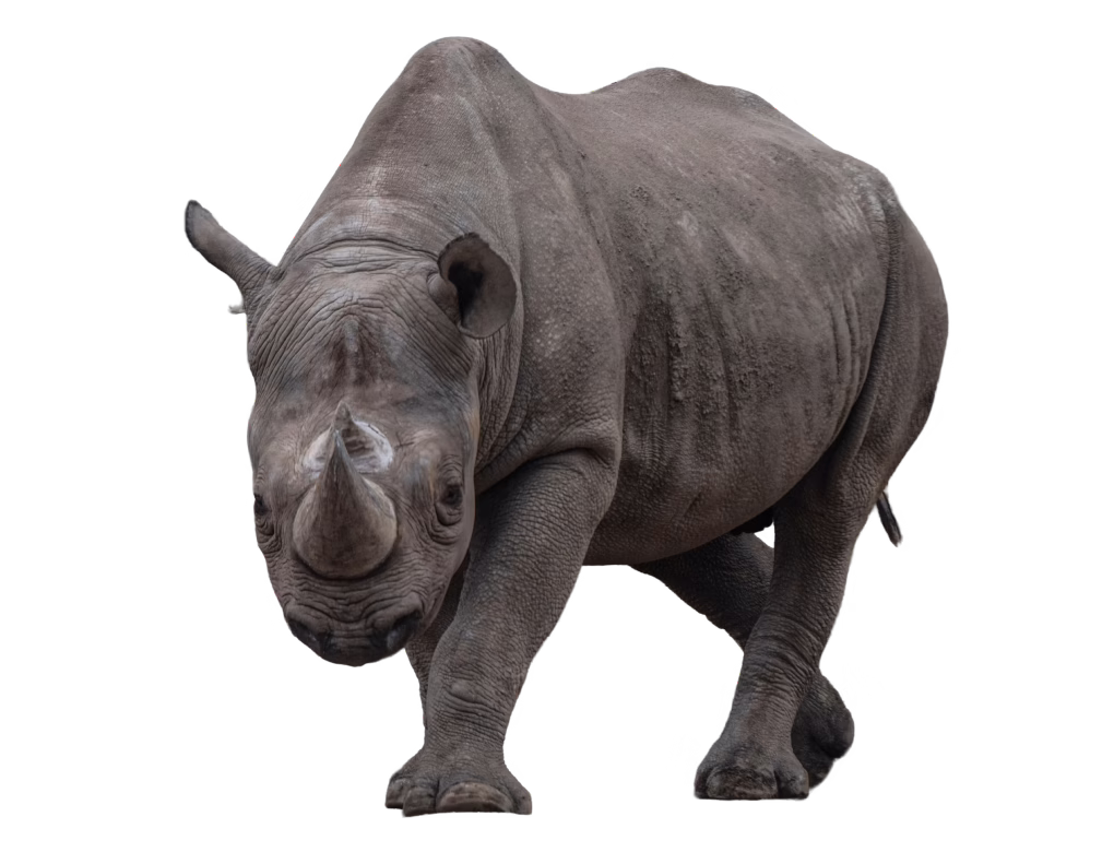 Black rhinoceros