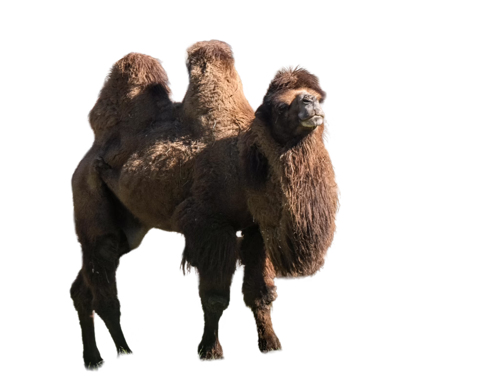 Bactrian camel