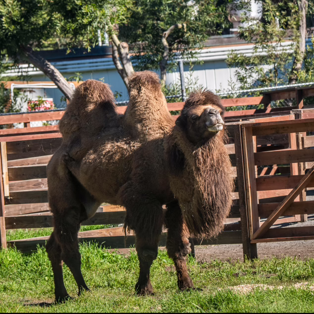 Bactrian camel