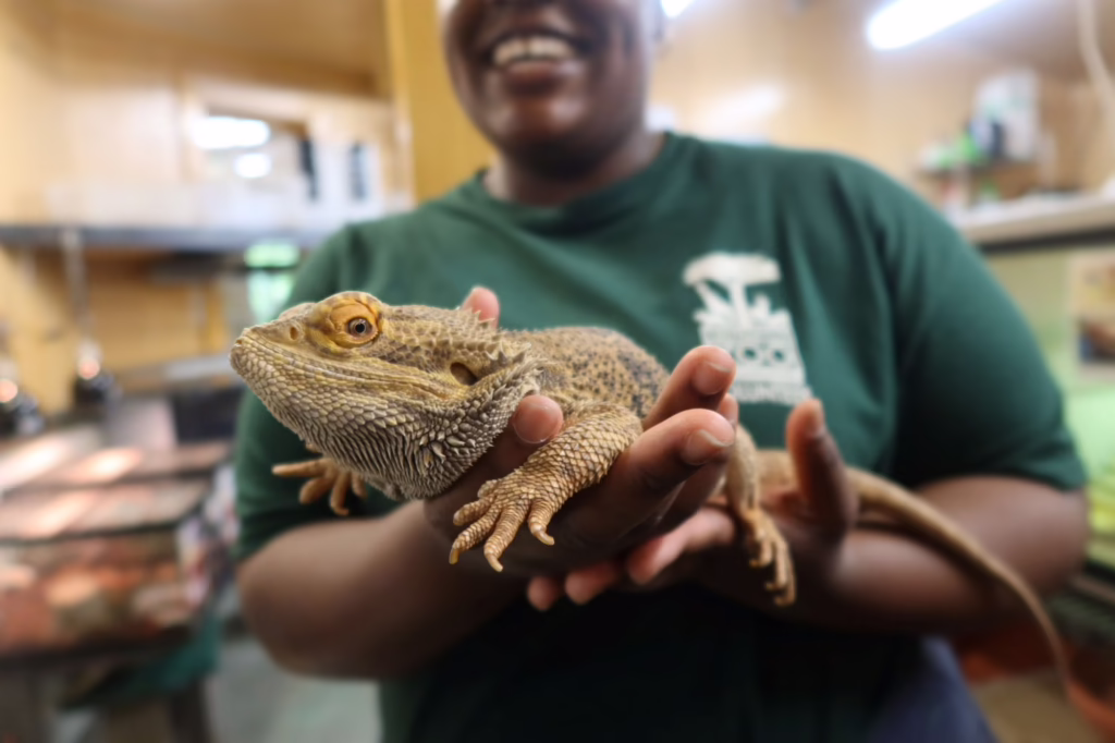 Volunteer