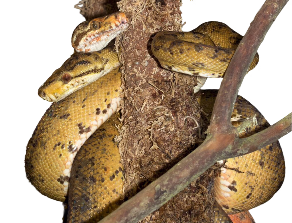Garden tree boa