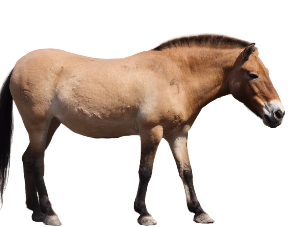 Przewalski’s horse