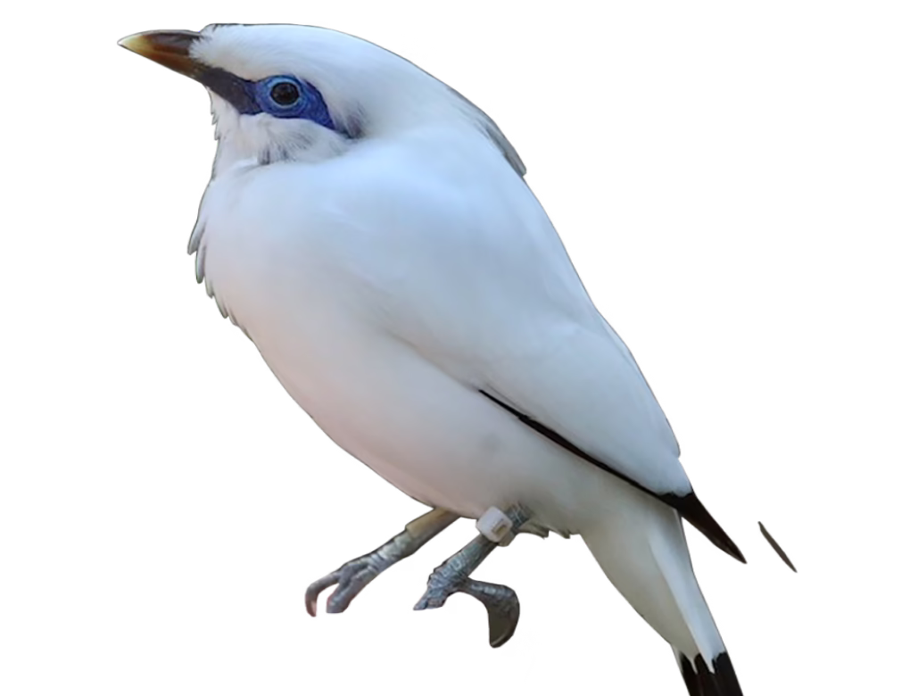 Bali myna