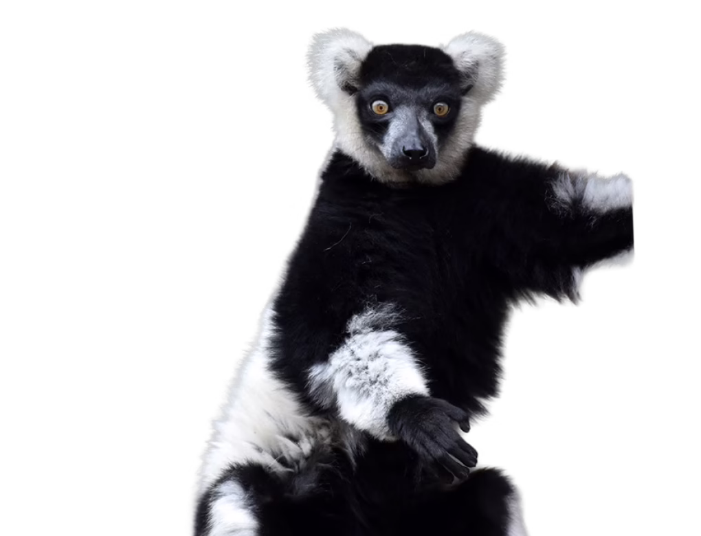 Black-and-white ruffed lemur