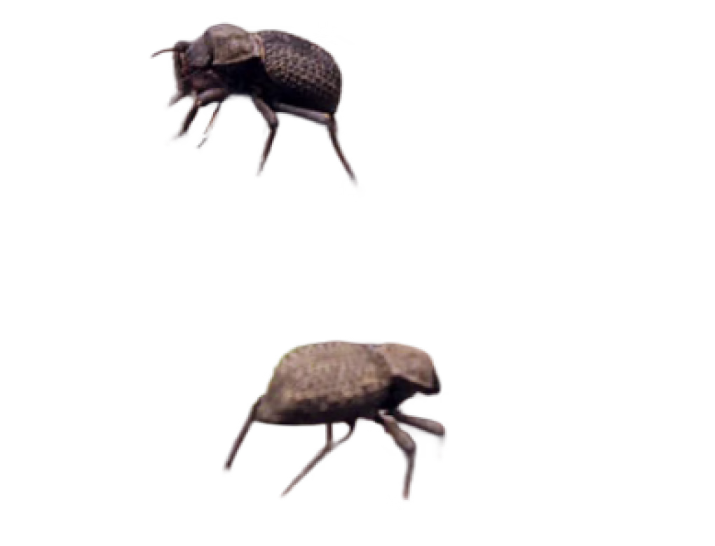 Blue Death Feigning Beetle