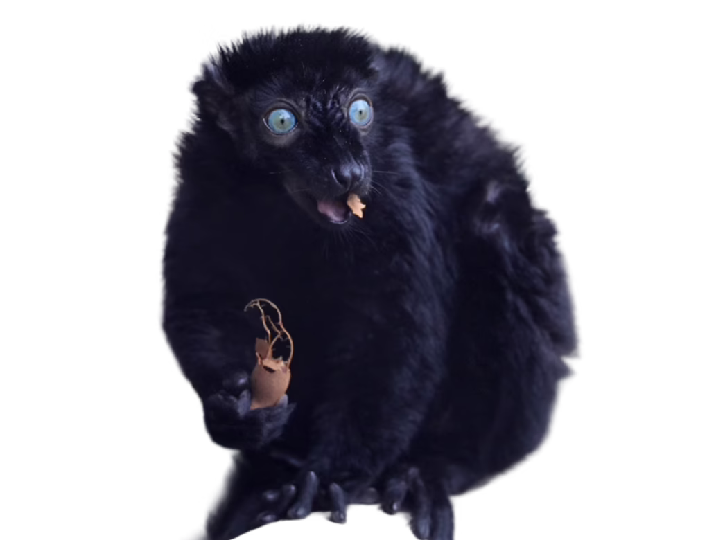 Blue-eyed black lemur