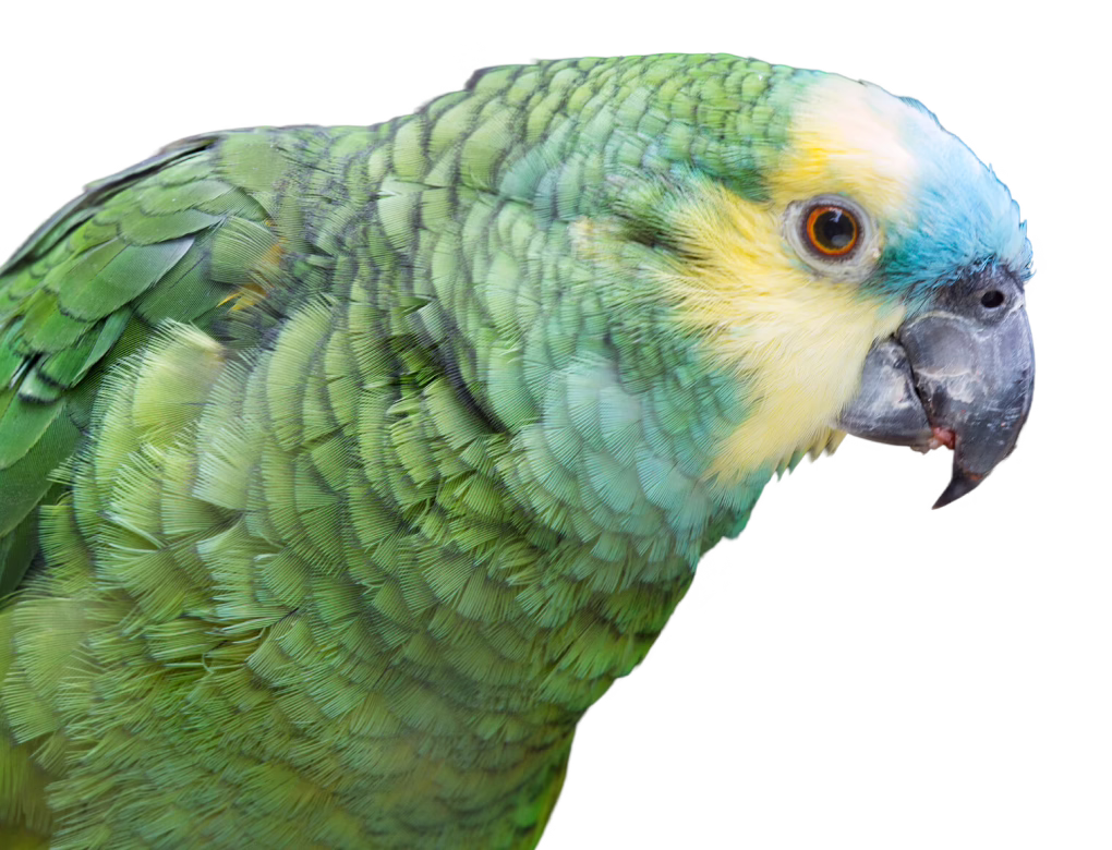 Blue-fronted Amazon