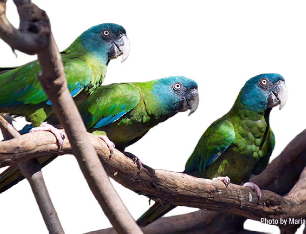 Blue-headed macaw