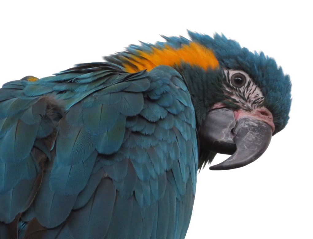 Blue-throated macaw