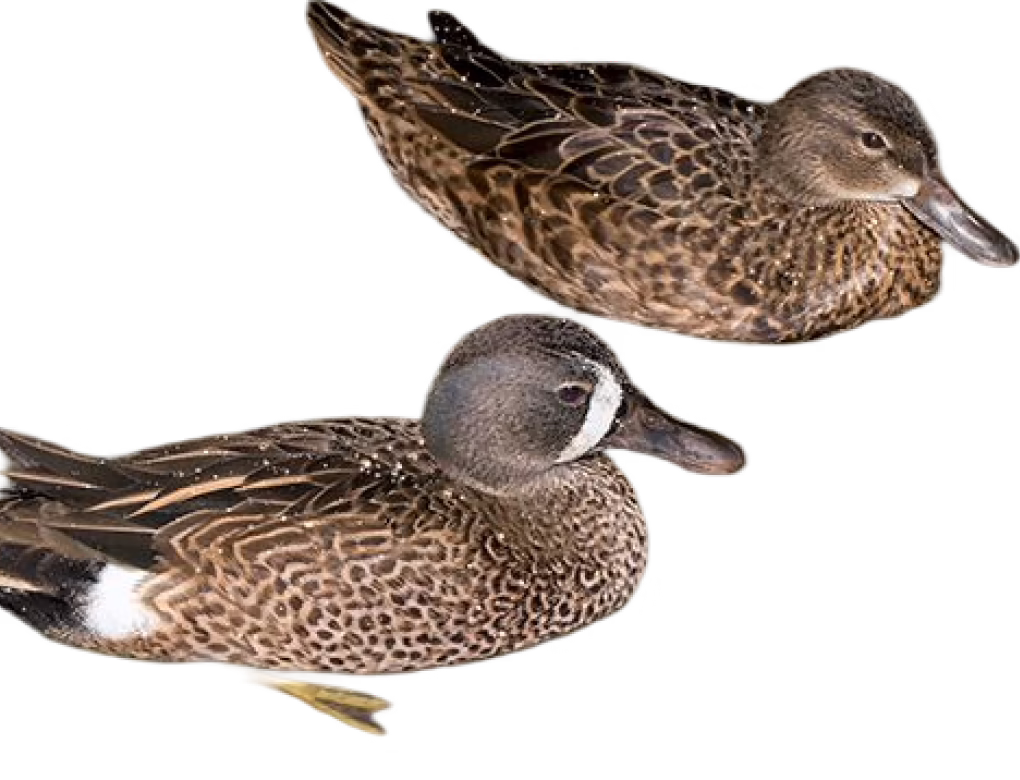 Blue-winged teal
