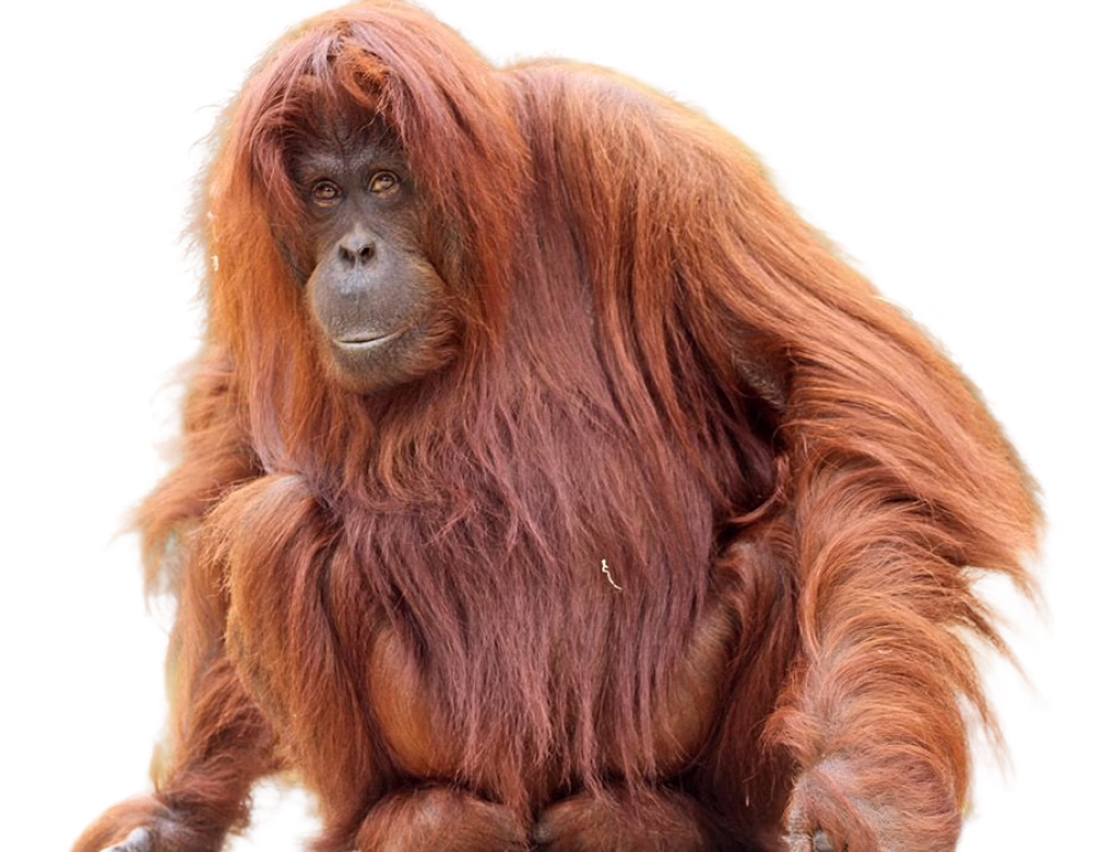 Bornean Orangutan