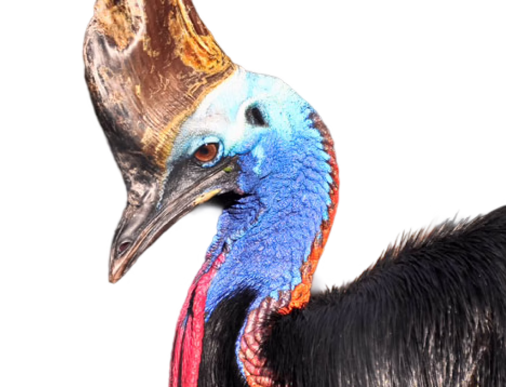 Double-wattled Cassowary