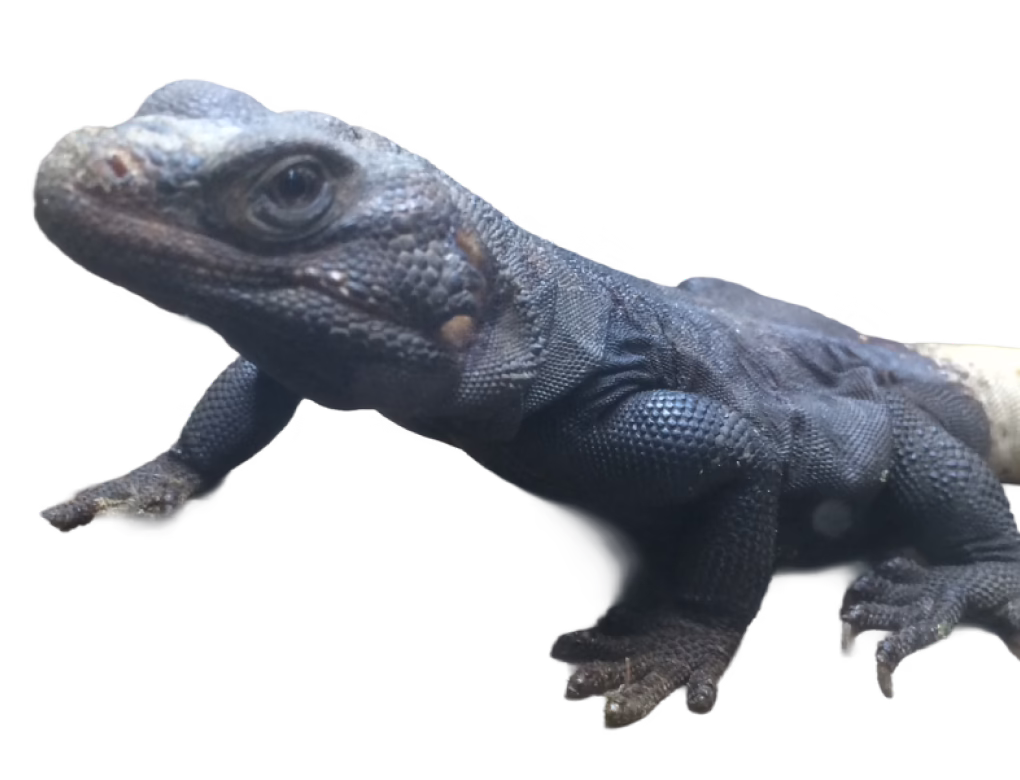 Common chuckwalla