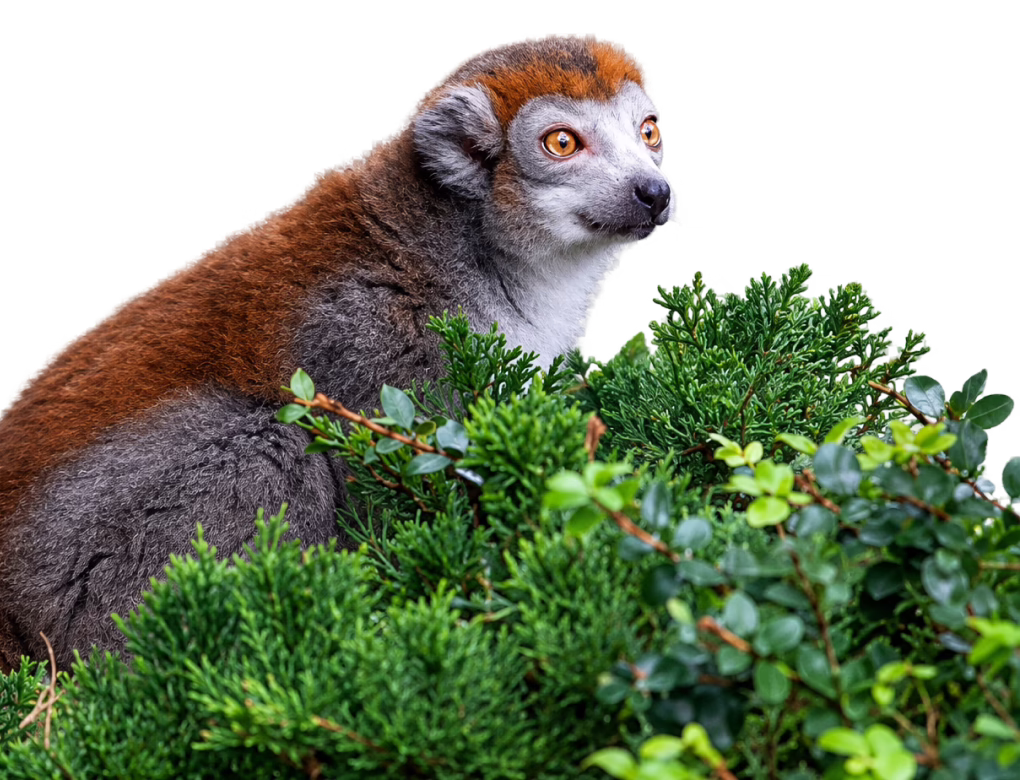 Crowned lemur