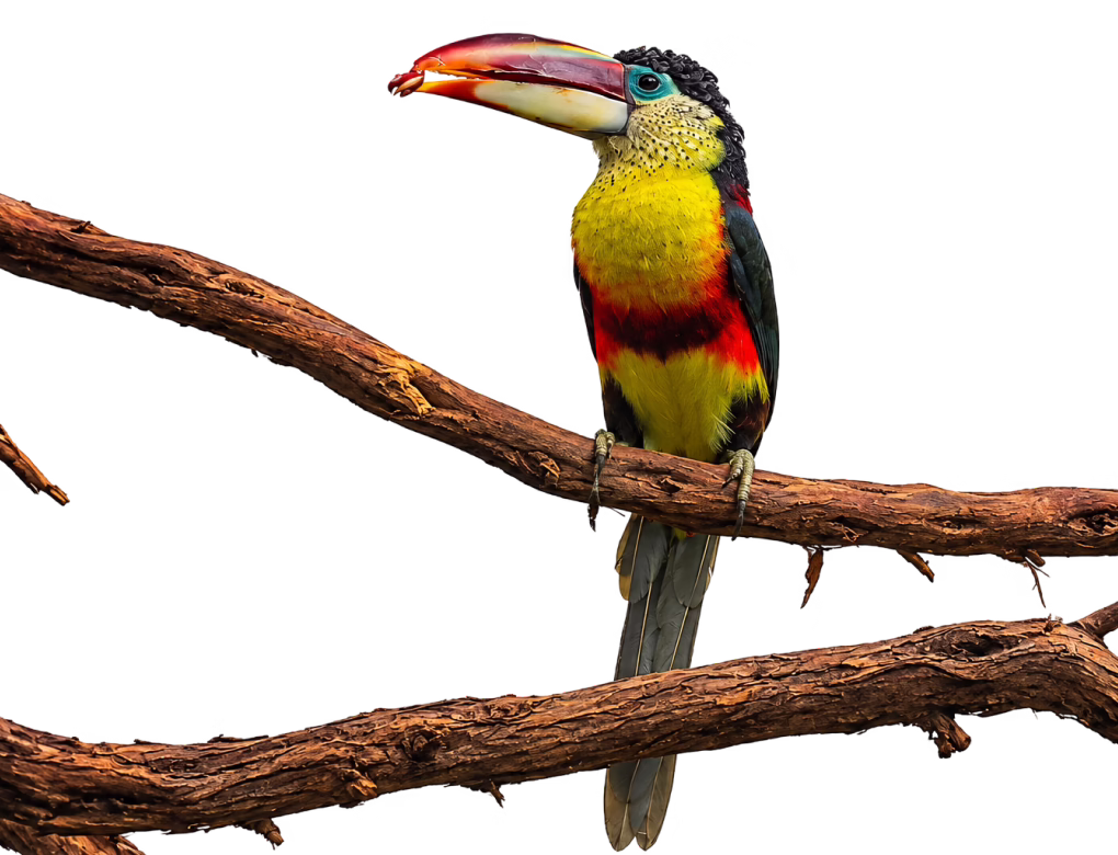 Curl-crested araçari