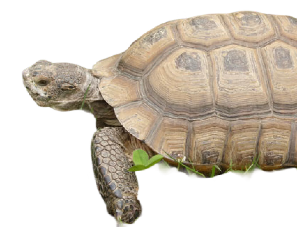 Mojave Desert Tortoise