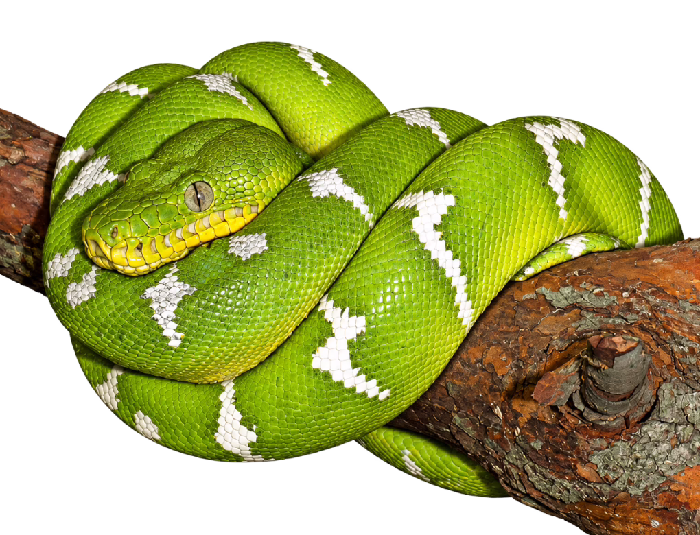 Emerald tree boa