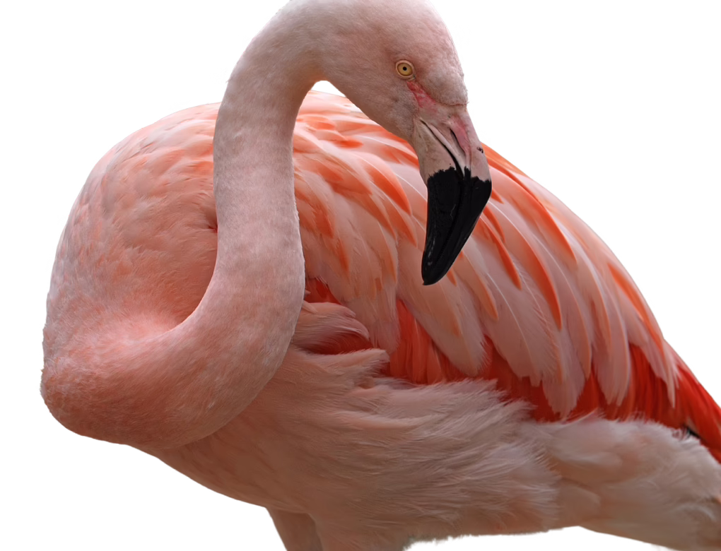 Chilean flamingo