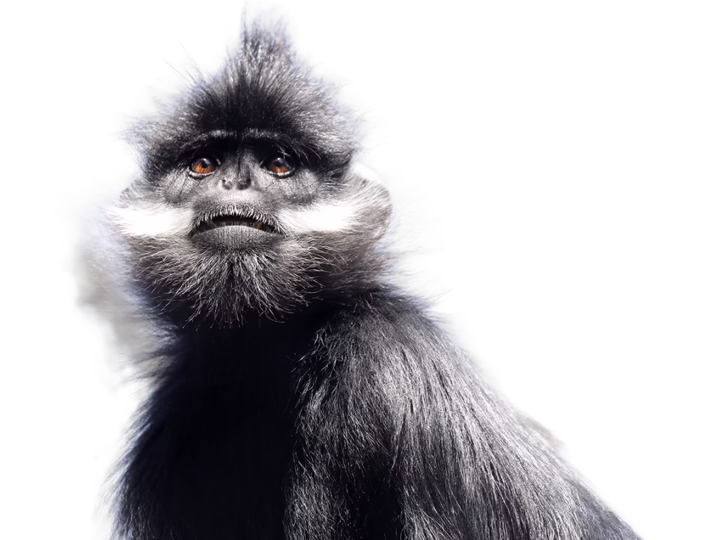 François’ langur