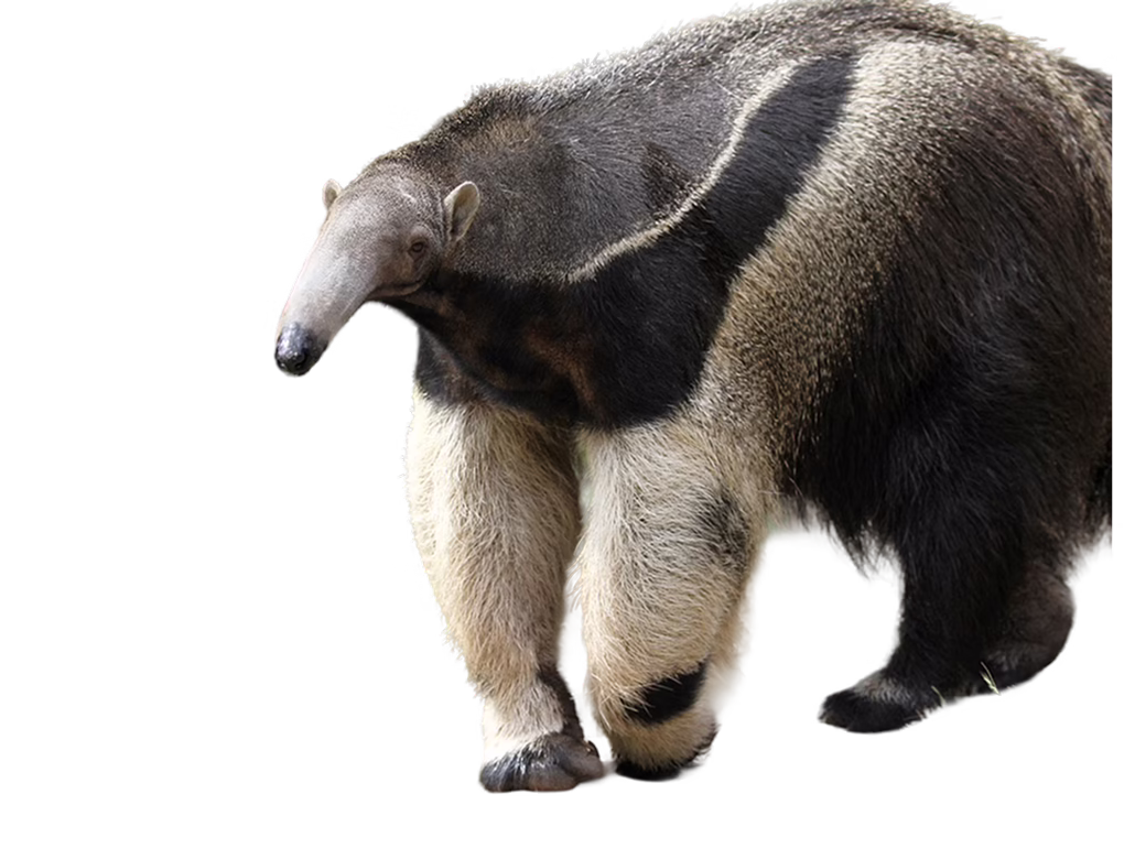 Giant anteater