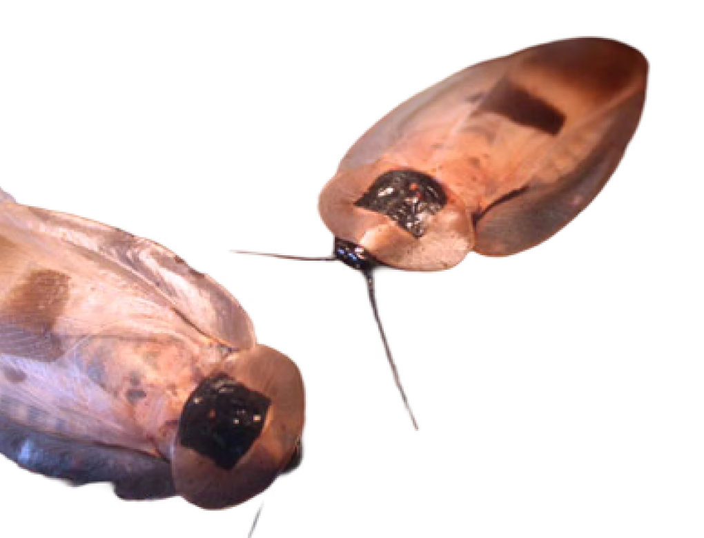 Giant Cockroach
