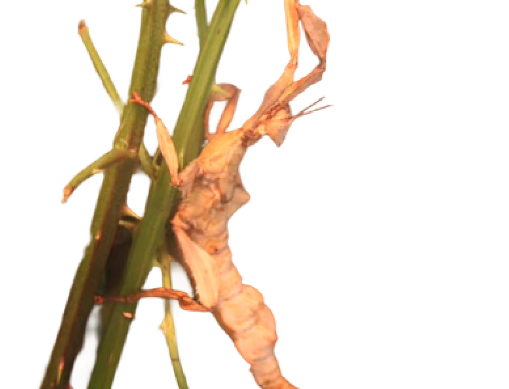 Giant Prickly Stick