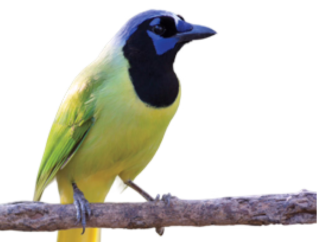 Green Jay
