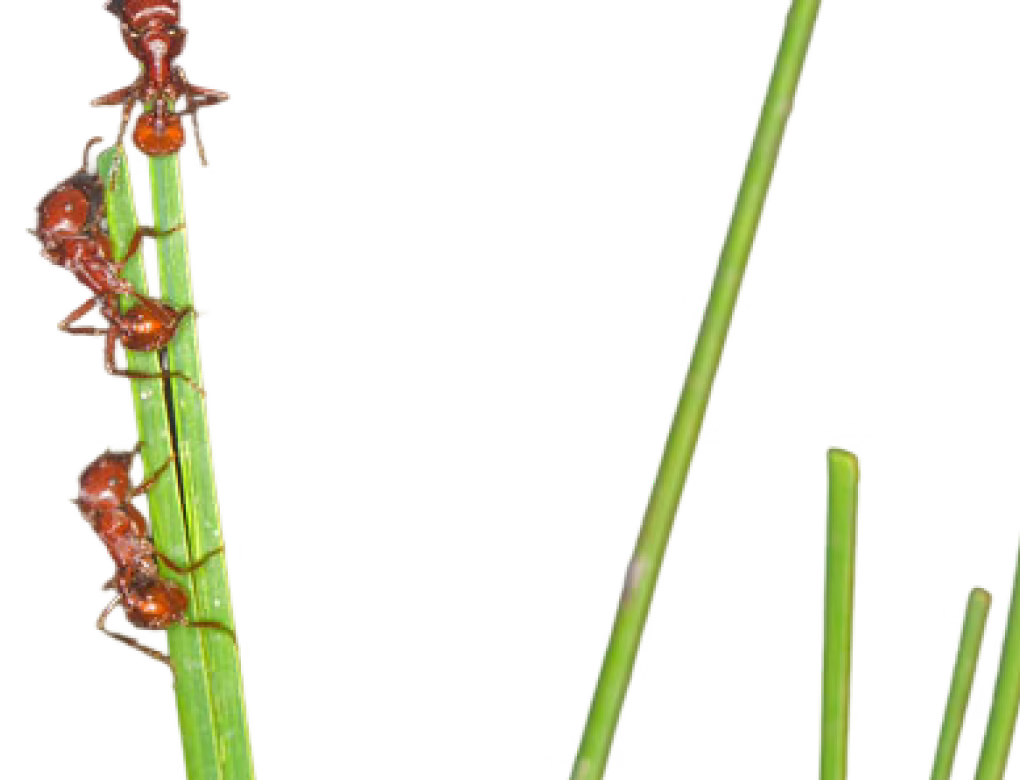 Red Harvester Ant
