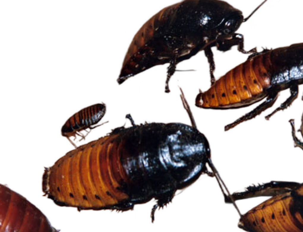Madagascar Hissing Cockroach