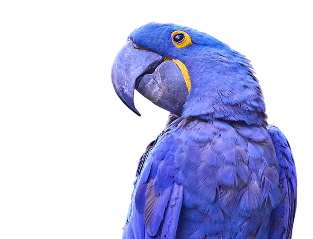 Hyacinth Macaw