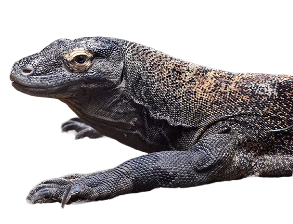 Komodo Dragon