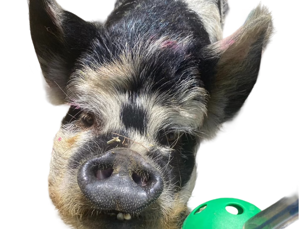 KuneKune pig