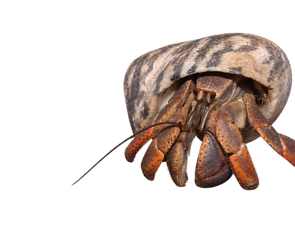 Land hermit crab