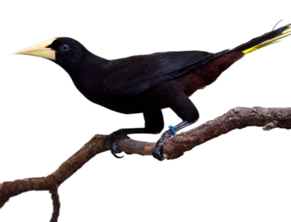 Crested Oropendola