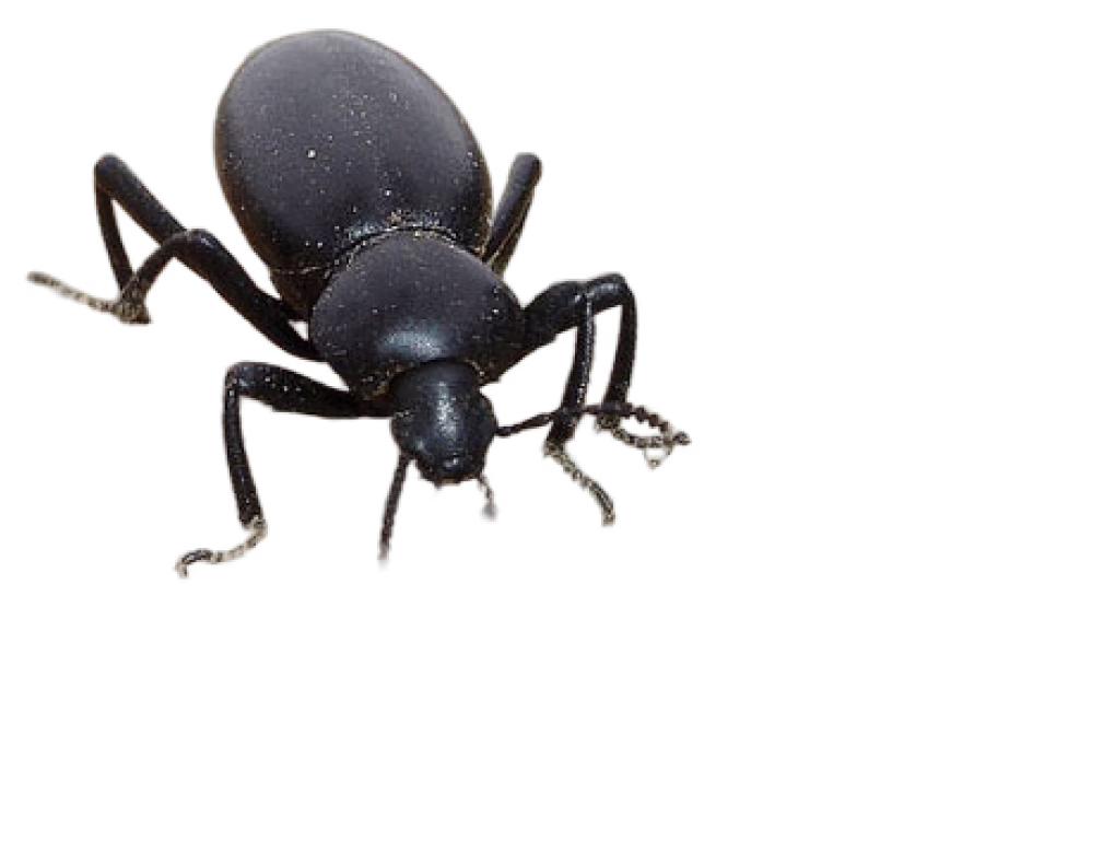 Pinnacate Beetle