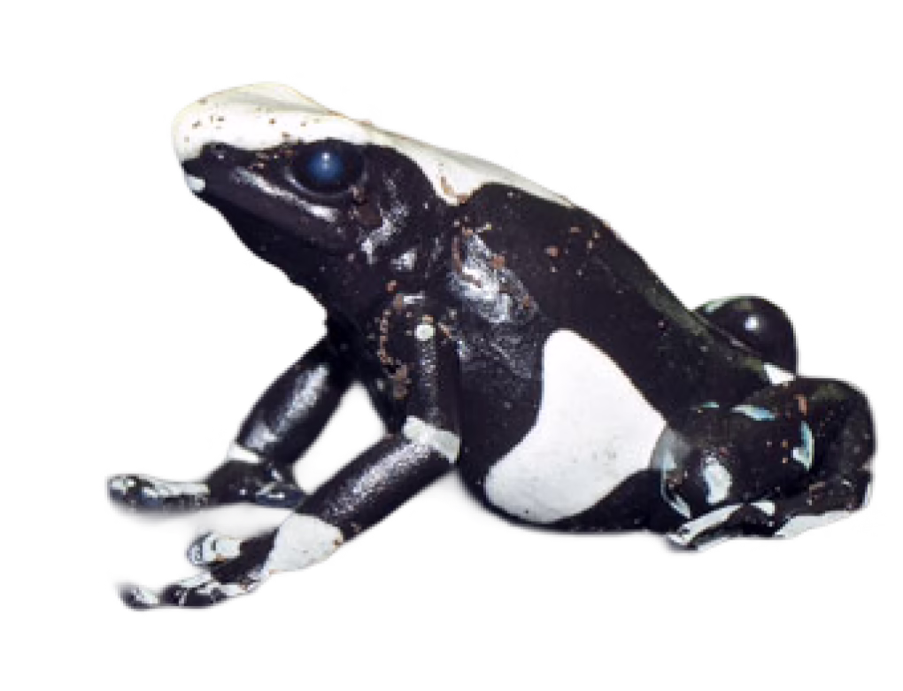 Poison Dart Frog