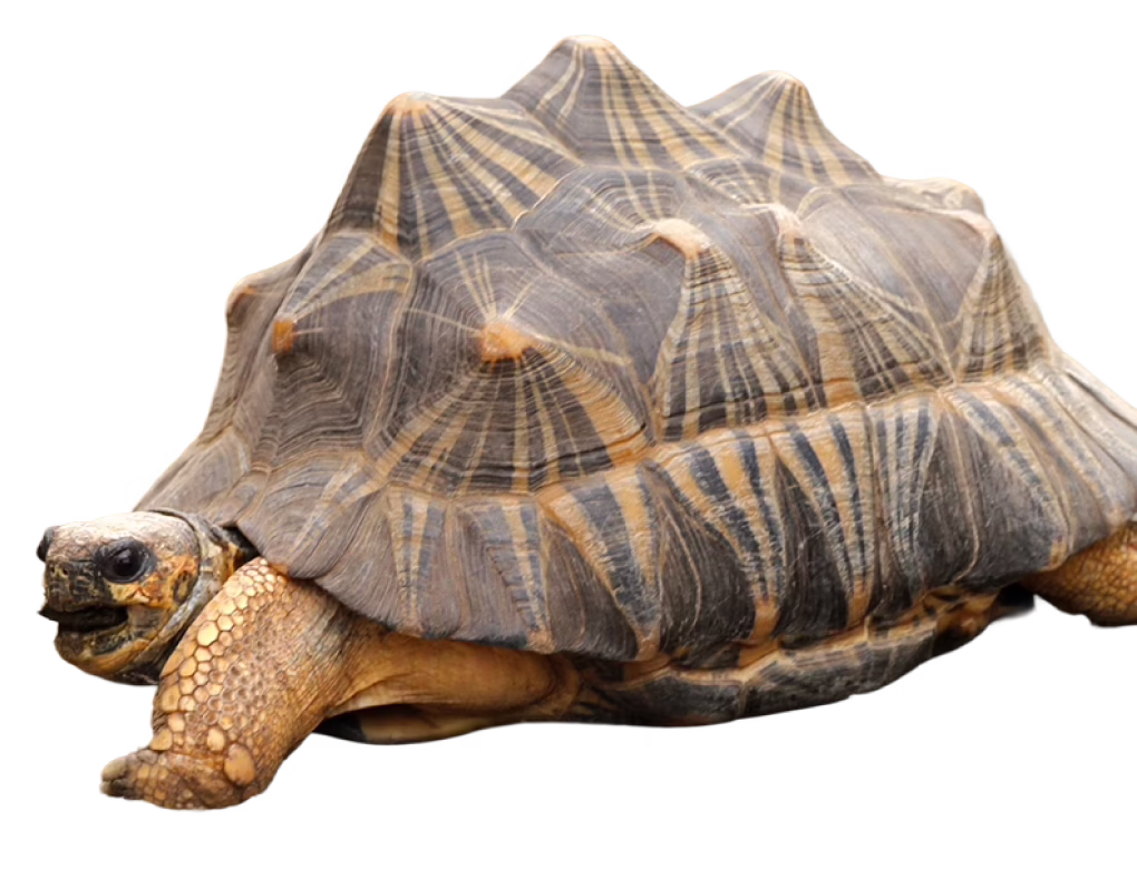 Radiated tortoise