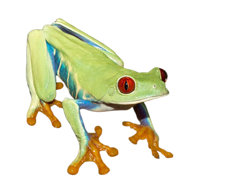 Red-eyed tree frog