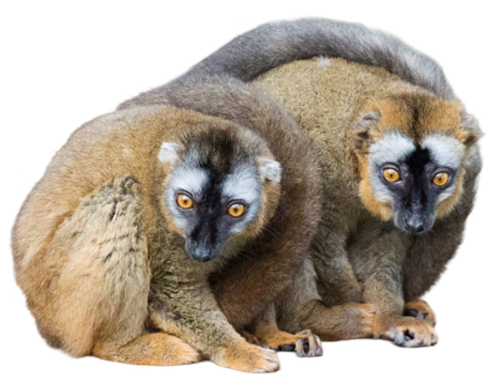 Red-fronted brown lemur