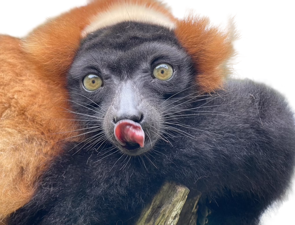 Red ruffed lemur