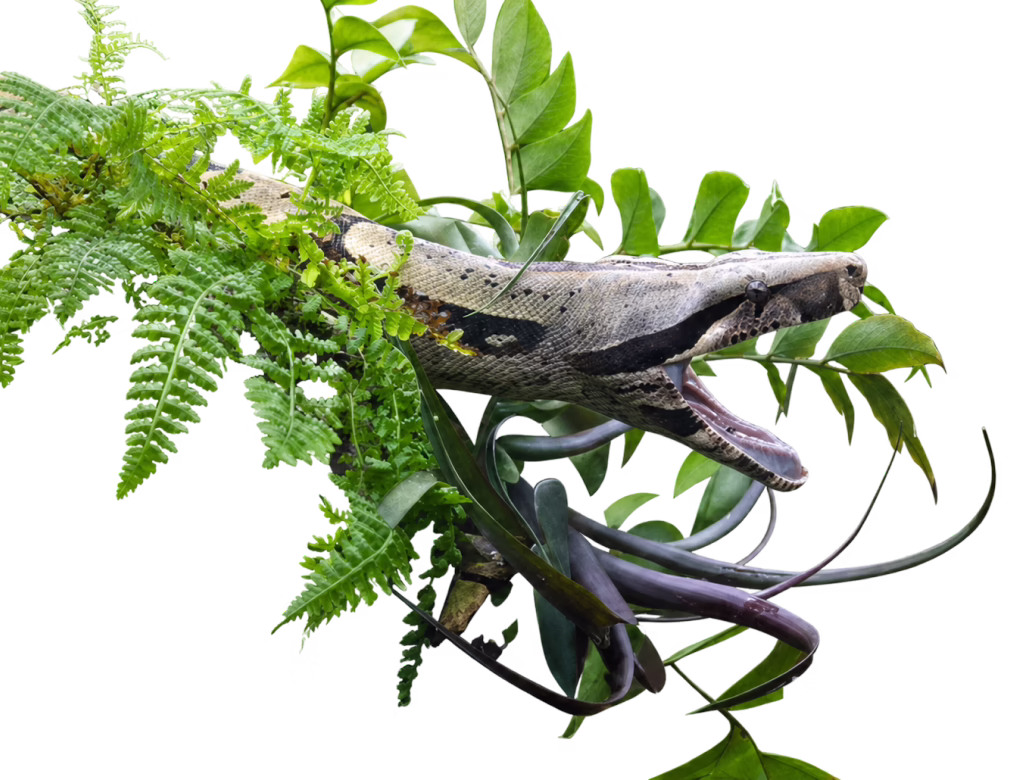 Red-tailed boa